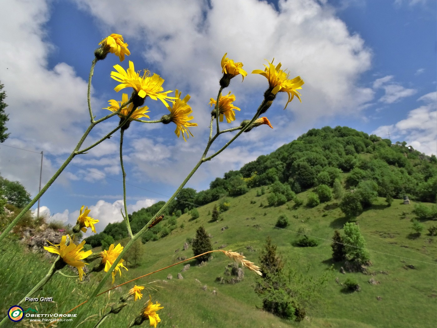 04 Hieracium (Ieracio) con vista sul Monte Zucco .JPG